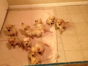 YellowLabPuppies